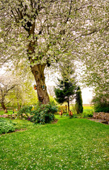 Cameroon sheep under beautiful blooming cherry trees.