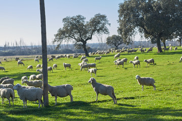 Obraz premium Flock of sheep grazing in the green field with holm oaks and a lake, on a sunny day