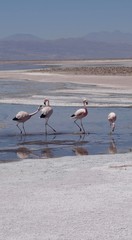 Row of pink flamingos in salt lake, water birds walking, salt flats in Chile, South America 