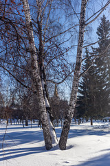 Fototapeta premium Winter landscape with birches in Narymsky Square in Novosibirsk, Russia