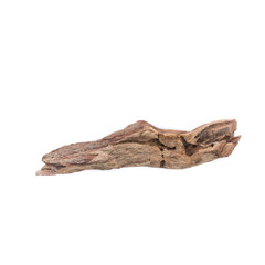 Dried Herbs, Malayan spurge tree, Milkbush,Euphorbia antiquorum Linn.,EUPHORBIACEAE