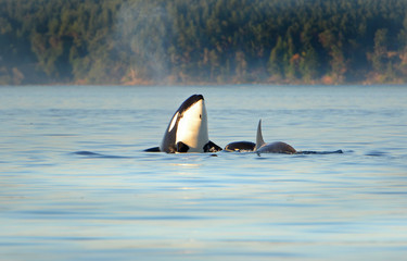 Whale Spyhopping. Pod of Orca Killer whales swimming in blue Ocean, Victoria, Canada