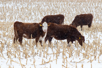 Cows on a Snowy Day