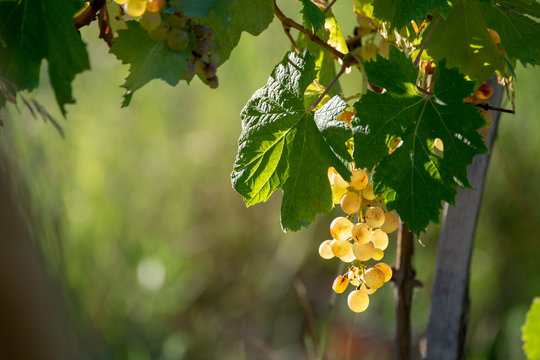 Bio winery white wine grape vineyard in Provence, south of France