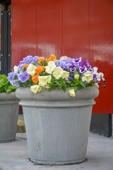 Bucket with colorful viola flowers, spring season in Netherlands, garden decoration