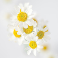 Fototapeta premium Fresh white chamomile flowers in soft and blur style. Flower background with copy space.