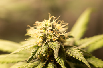 Cannabis Bud Marijuana Flower Weed Macro In Indoor