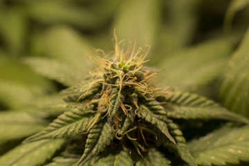 Cannabis Bud Marijuana Flower Weed Macro In Indoor