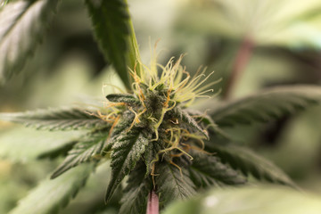 Cannabis Bud Marijuana Flower Weed Macro In Indoor