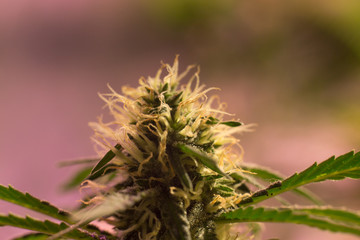 Naklejka na ściany i meble Cannabis Bud Marijuana Flower Weed Macro In Indoor