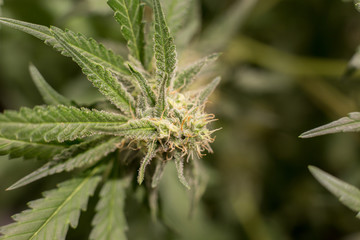 Cannabis Bud Marijuana Flower Weed Macro In Indoor