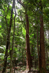 Obraz premium Temperate rainforest in Springbrook National Park - tall trees and ferns