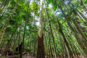 Fototapeta na wymiar Lush temperate rainforest in Australia