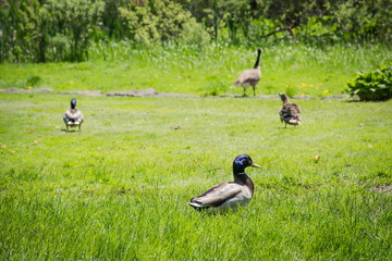 Ducks in the Toronto City Garden Park
