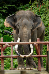 Fototapeta na wymiar Image of asian elephants on nature background. Wildlife Animals.