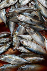 Obraz premium Image of a fish with flies. Aquatic animals. Food