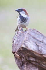 Passer domesticus perched on a trunk backyard feeder outside home