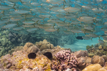 School of fish swimming above coral reef