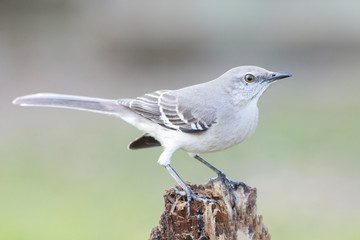 Mockingbird eating backyard home feeder outside