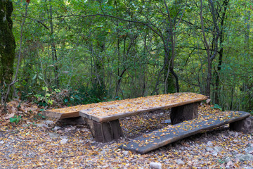 Table of logs in the forest