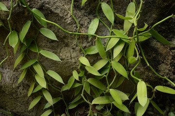 Vanilla planifolia used as a raw material for vanilla essence.