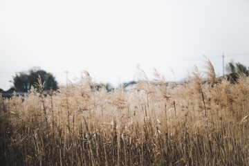 Obraz premium ススキ