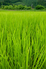 Obraz premium 田んぼの稲