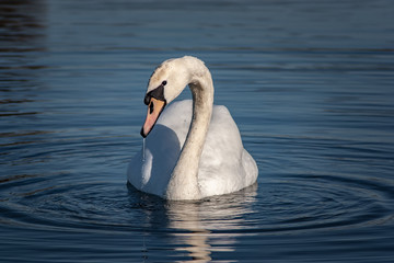 swan on lake