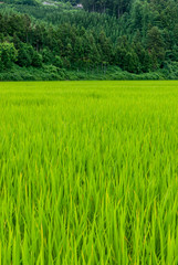 初夏の水田の稲