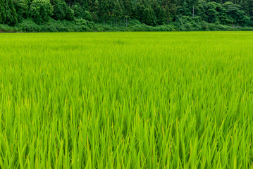 初夏の水田の稲