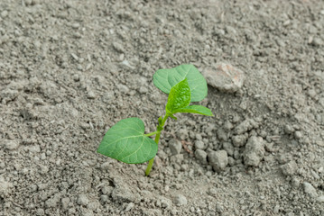 畑に植えられた苗