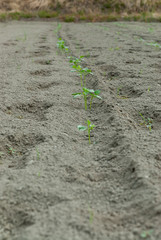 畑に植えられた苗