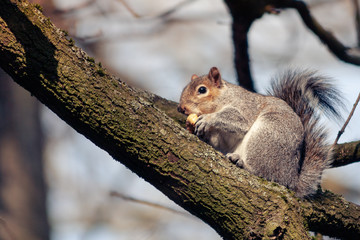 squirrel on a tree eating a nut