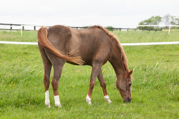 An older roan pony grazing with electric tape fence in the background.