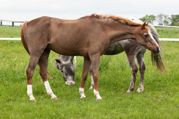 Older ponies, a roan and an Appaloosa graze in a field with the roan looking into the distance.