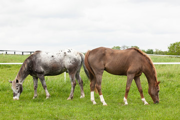 Obraz na płótnie Canvas An Appaloosa and a roan pony graze with tails touching like bookeneds.