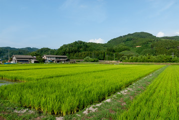Fototapeta na wymiar 田舎の田んぼの風景