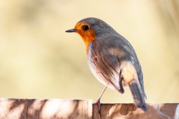 robin on a fence