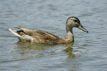 SONY DSC
