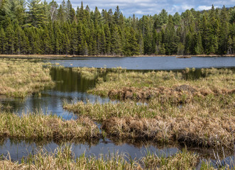 Algonquin Park Wetland and Forest