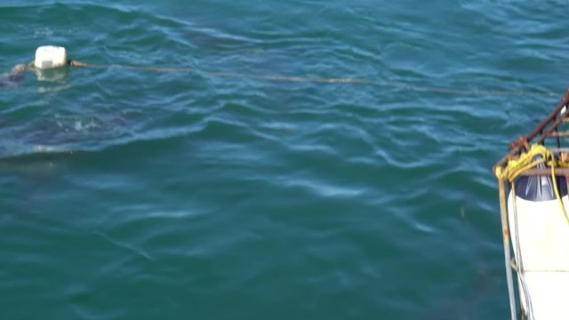 Copper sharks baiting in white shark cage diving tour South Africa