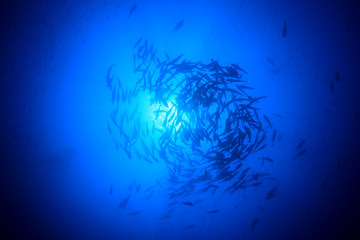 Naklejka na ściany i meble Tuna fish in ocean 