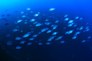 Tuna fish in ocean 