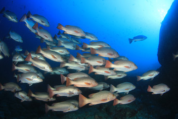 Fototapeta na wymiar Red Snapper fish 