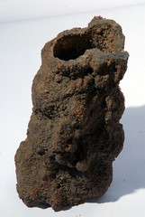fossil bark