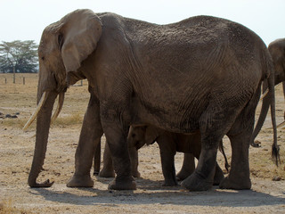 Fototapeta premium safari, kenia, elefante