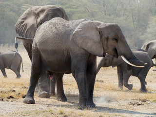 safari, kenia, elefante