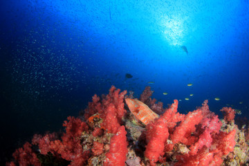 Fototapeta na wymiar Underwater coral reef and fish 