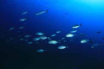 Fototapeta na wymiar Tuna fish in ocean 