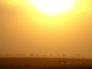 Fototapeta na wymiar Safari, kenia, sunset